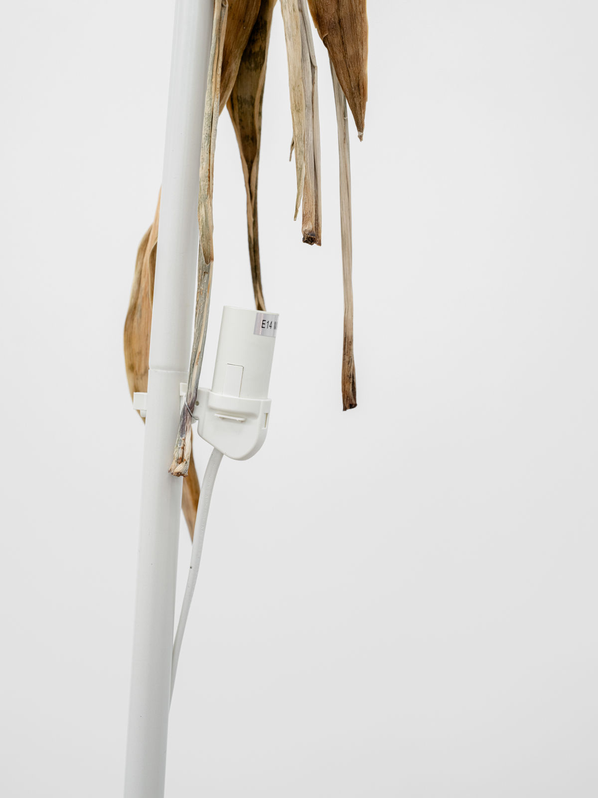 Maarten Van Roy, Arrow of Time (God Bleß) , 2024