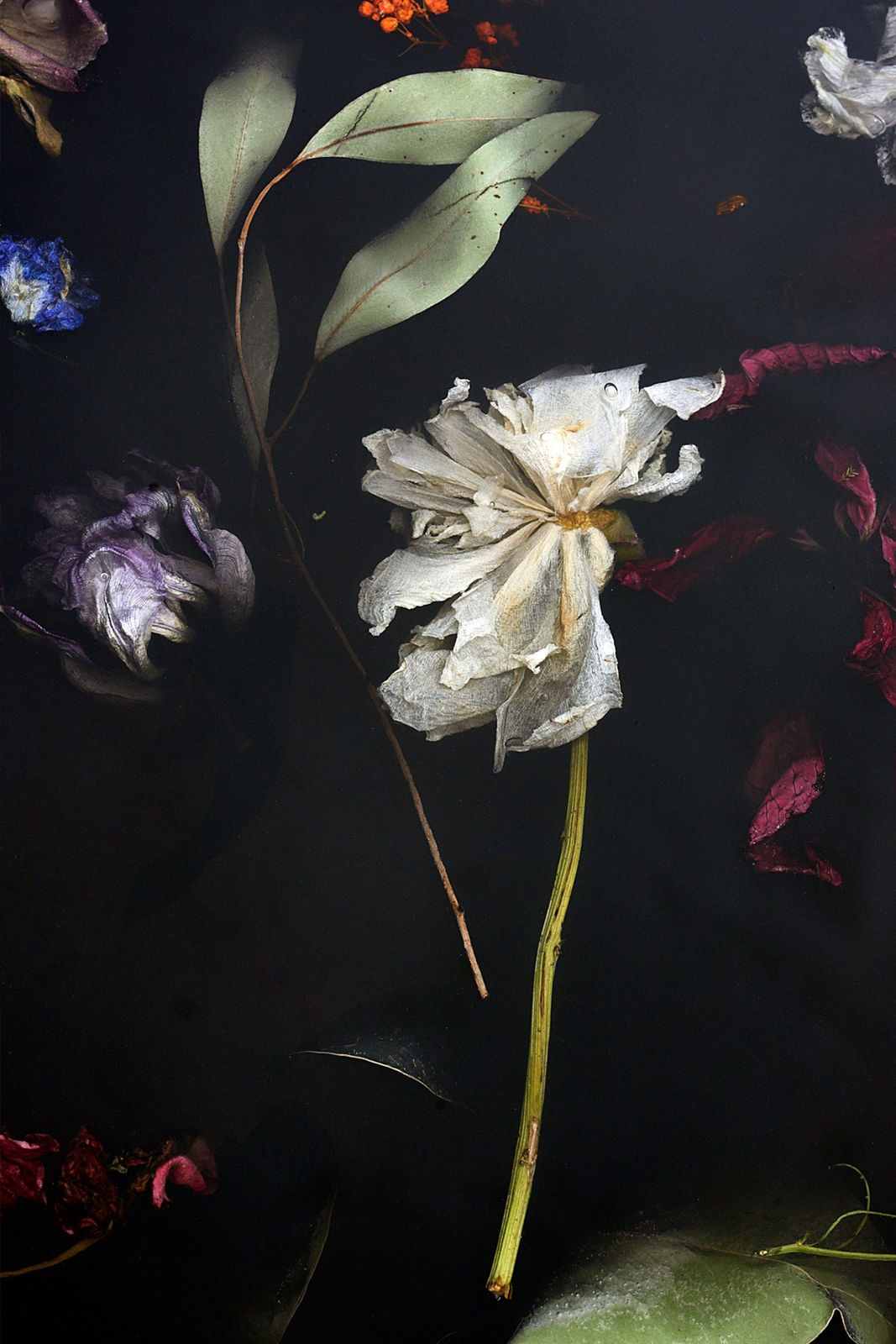 Marcin Rusak, Flora Table 274, 2018