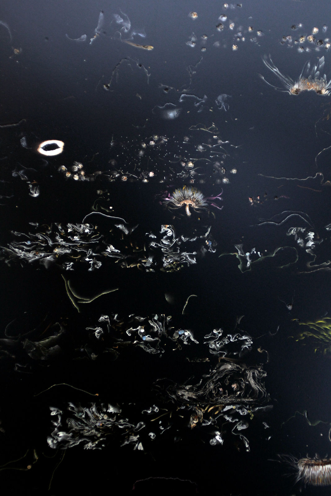 Marcin Rusak, Flora Low Coffee Table, 2017