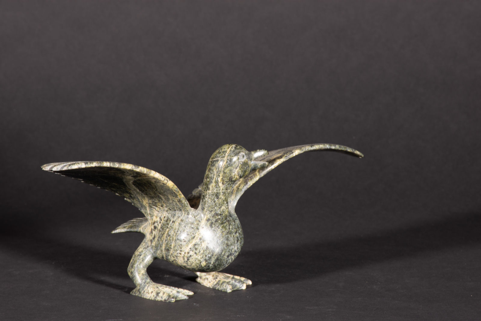 Napachie Sharky, Bird / oiseau