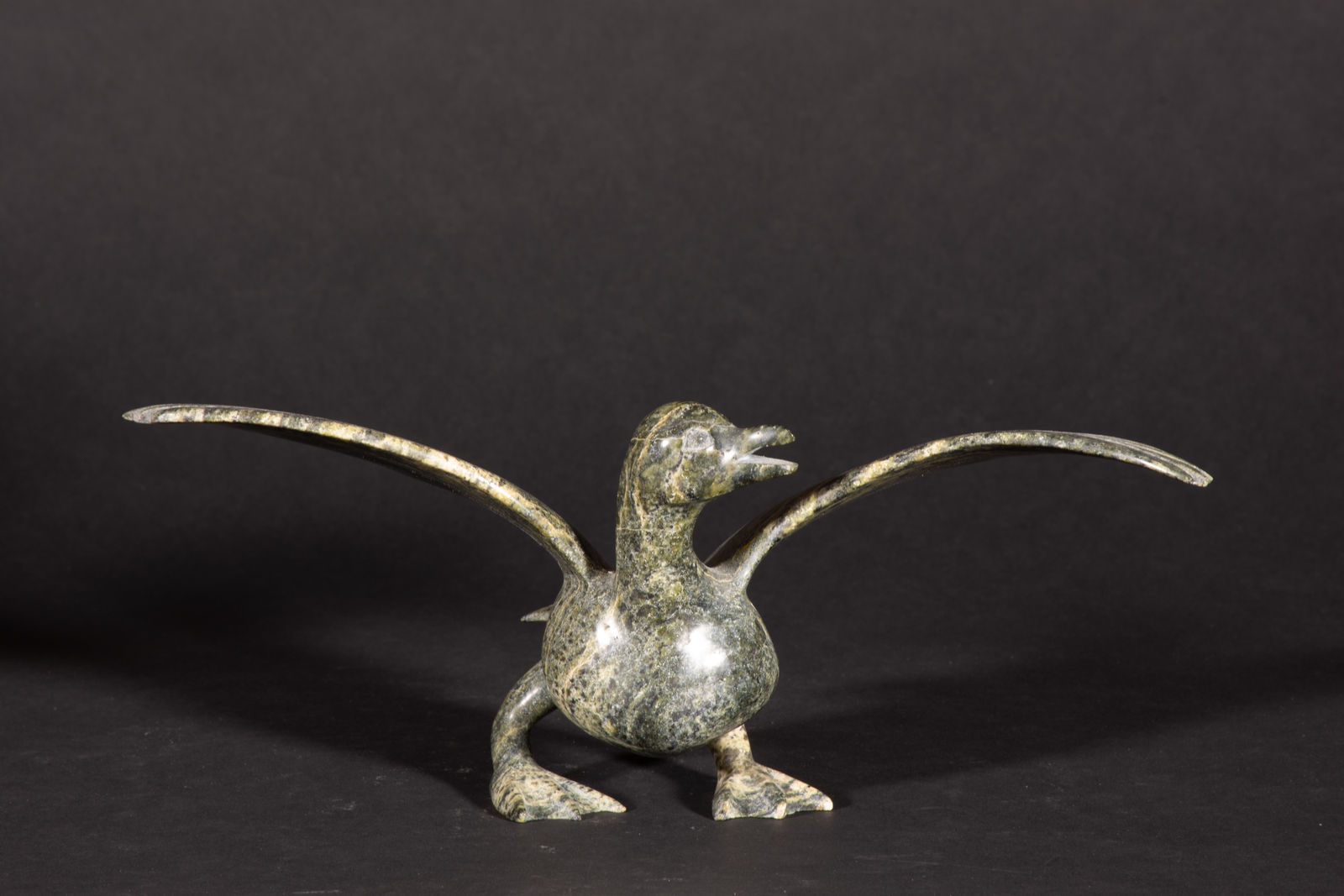 Napachie Sharky, Bird / oiseau