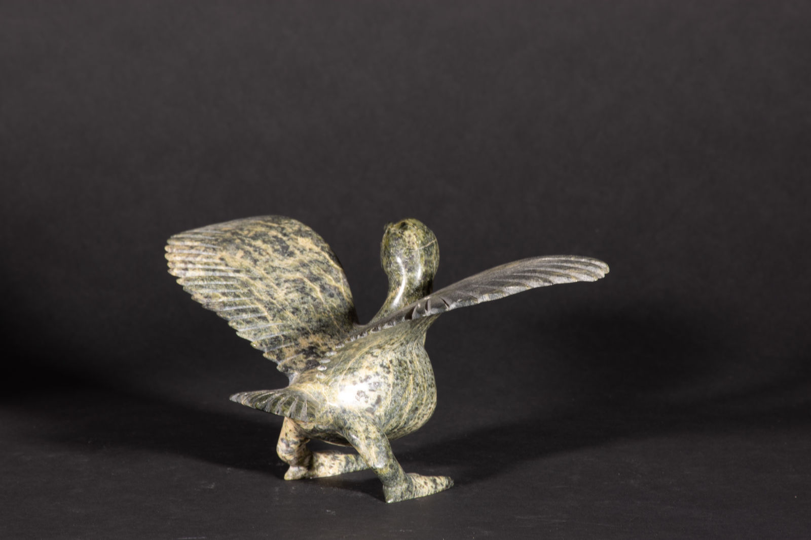 Napachie Sharky, Bird / oiseau