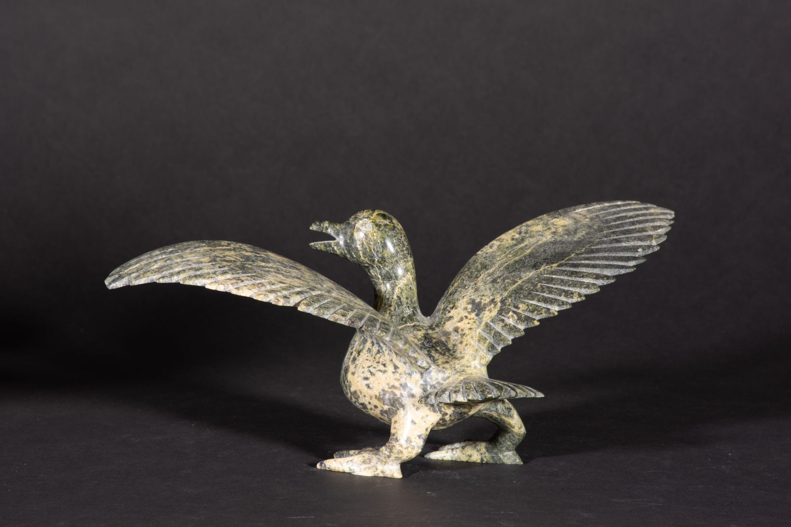 Napachie Sharky, Bird / oiseau