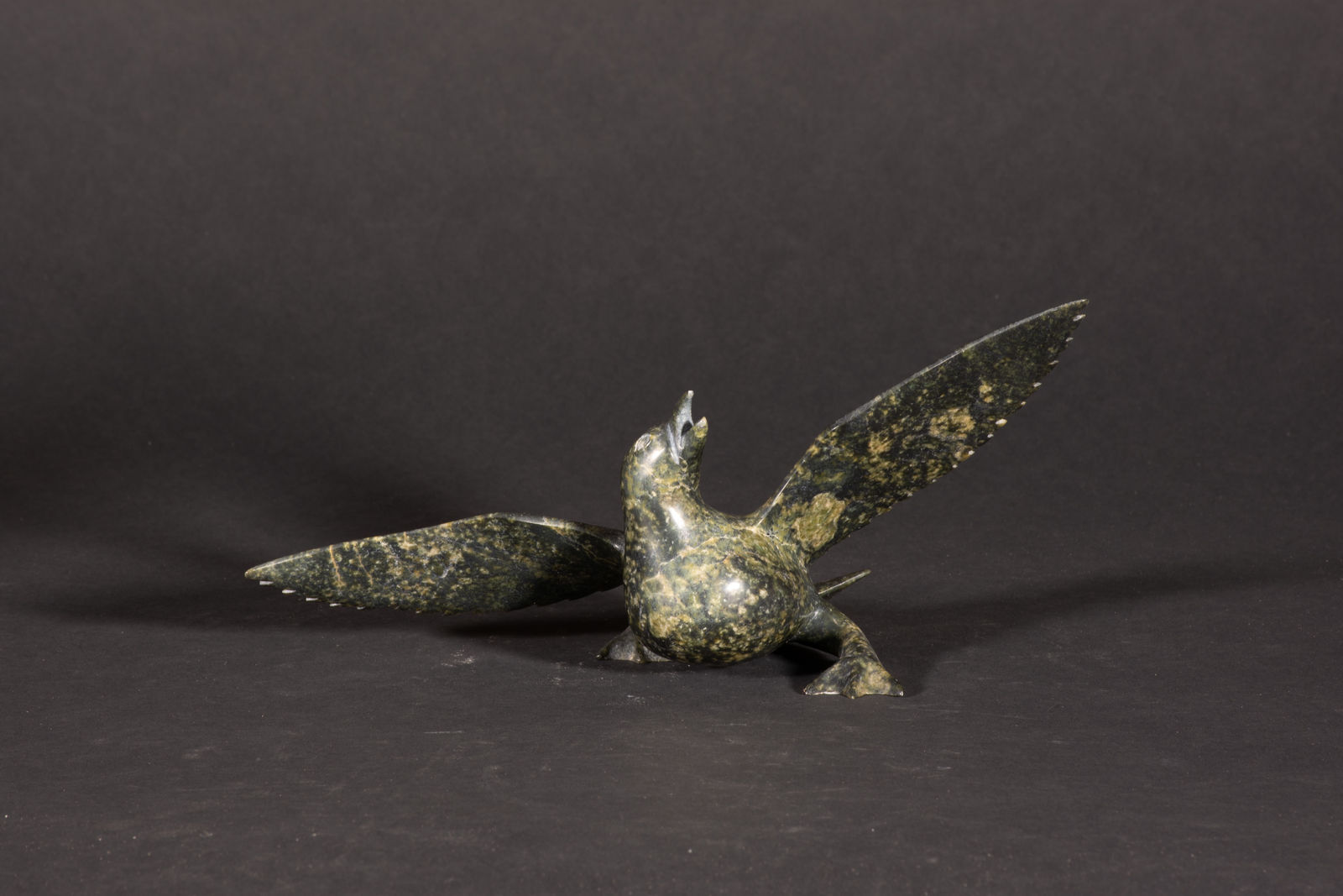 Napachie Sharky, Bird / Oiseau