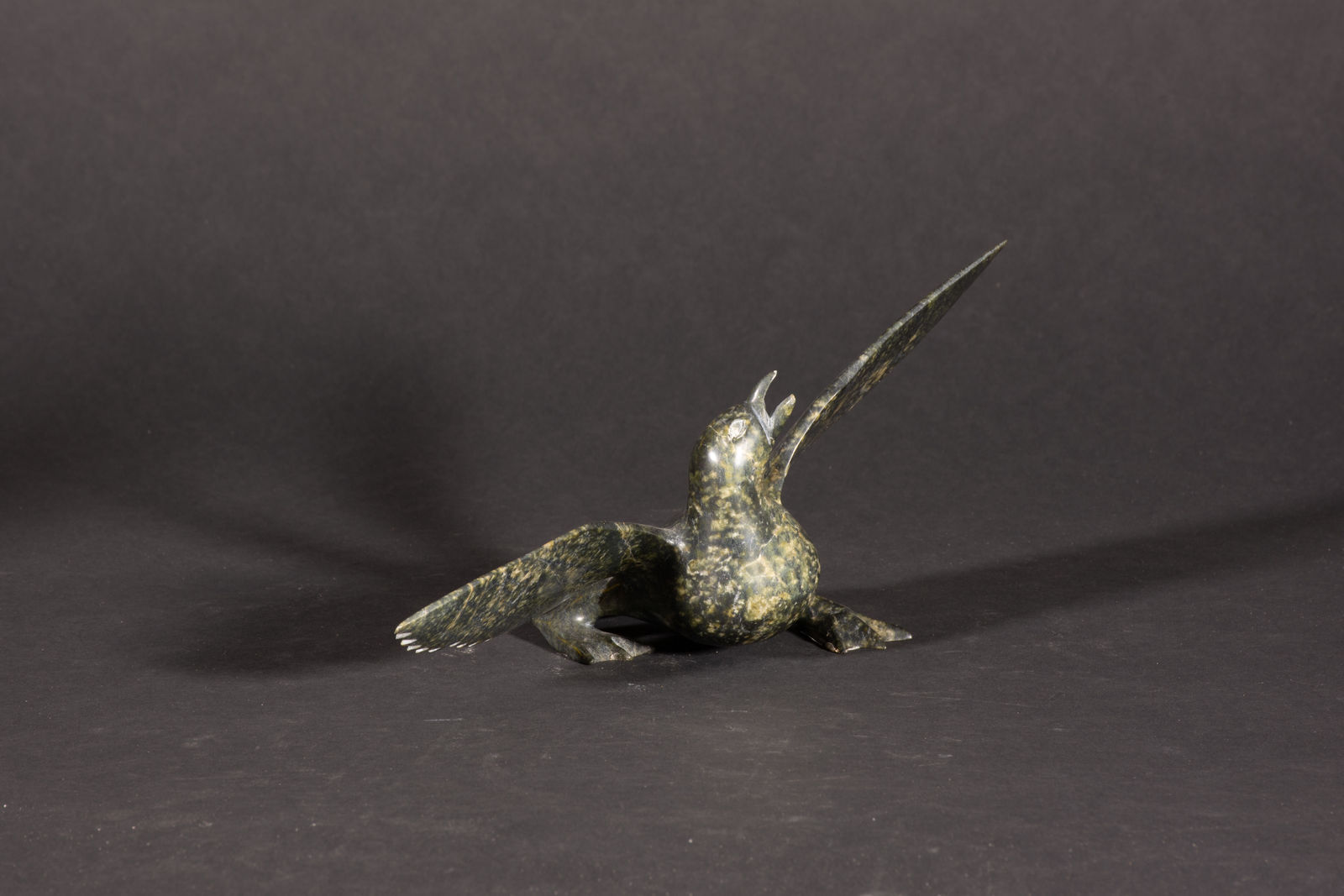 Napachie Sharky, Bird / Oiseau