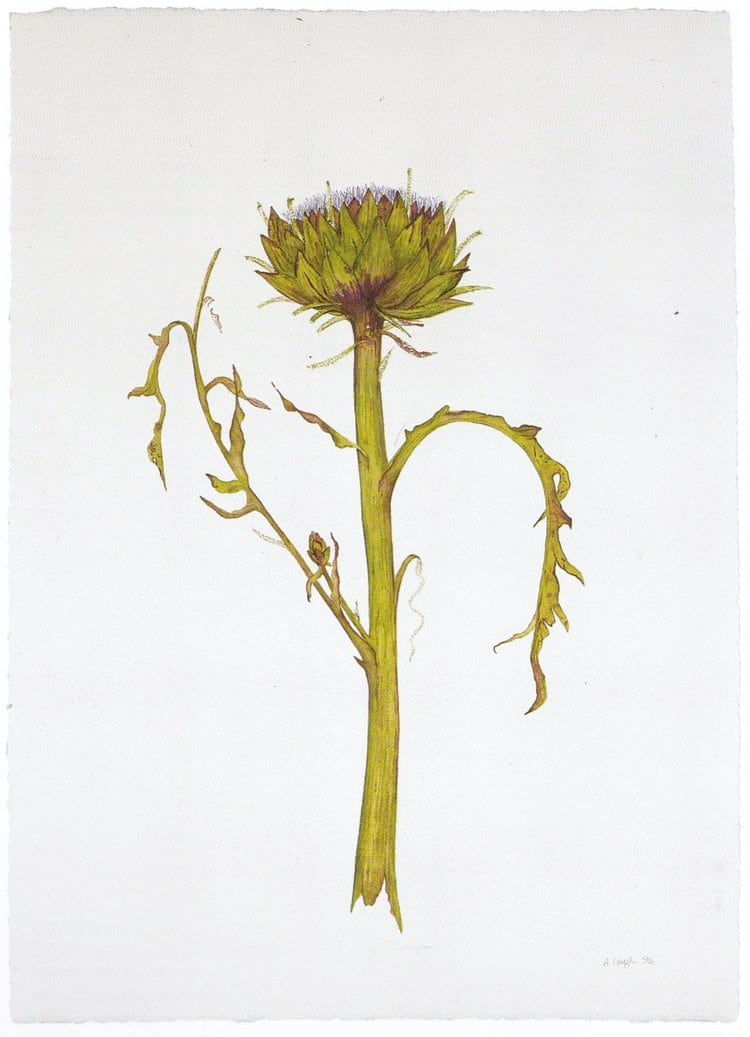 Abby Leigh, Artichoke, 1996