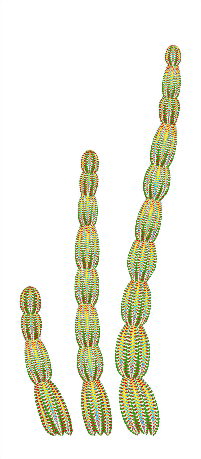 Cassandra C. Jones, Cereus, 2021