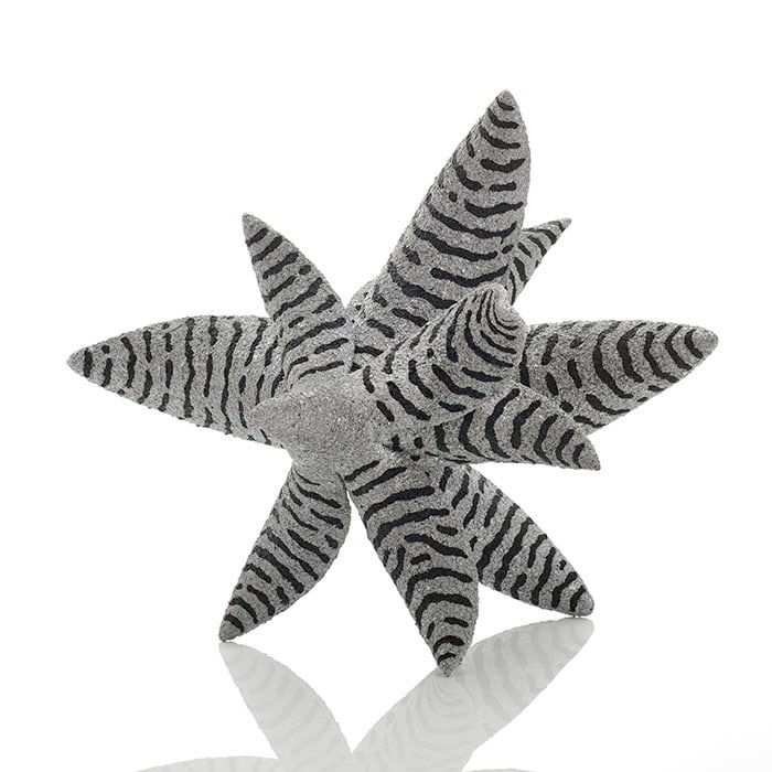 Kazuhiro Toyama, Biophilia; Zebra Aloe, 2023