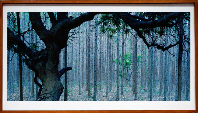 Pedro David, Sufocamento# 25 - série Madeira de Lei , 2014/15