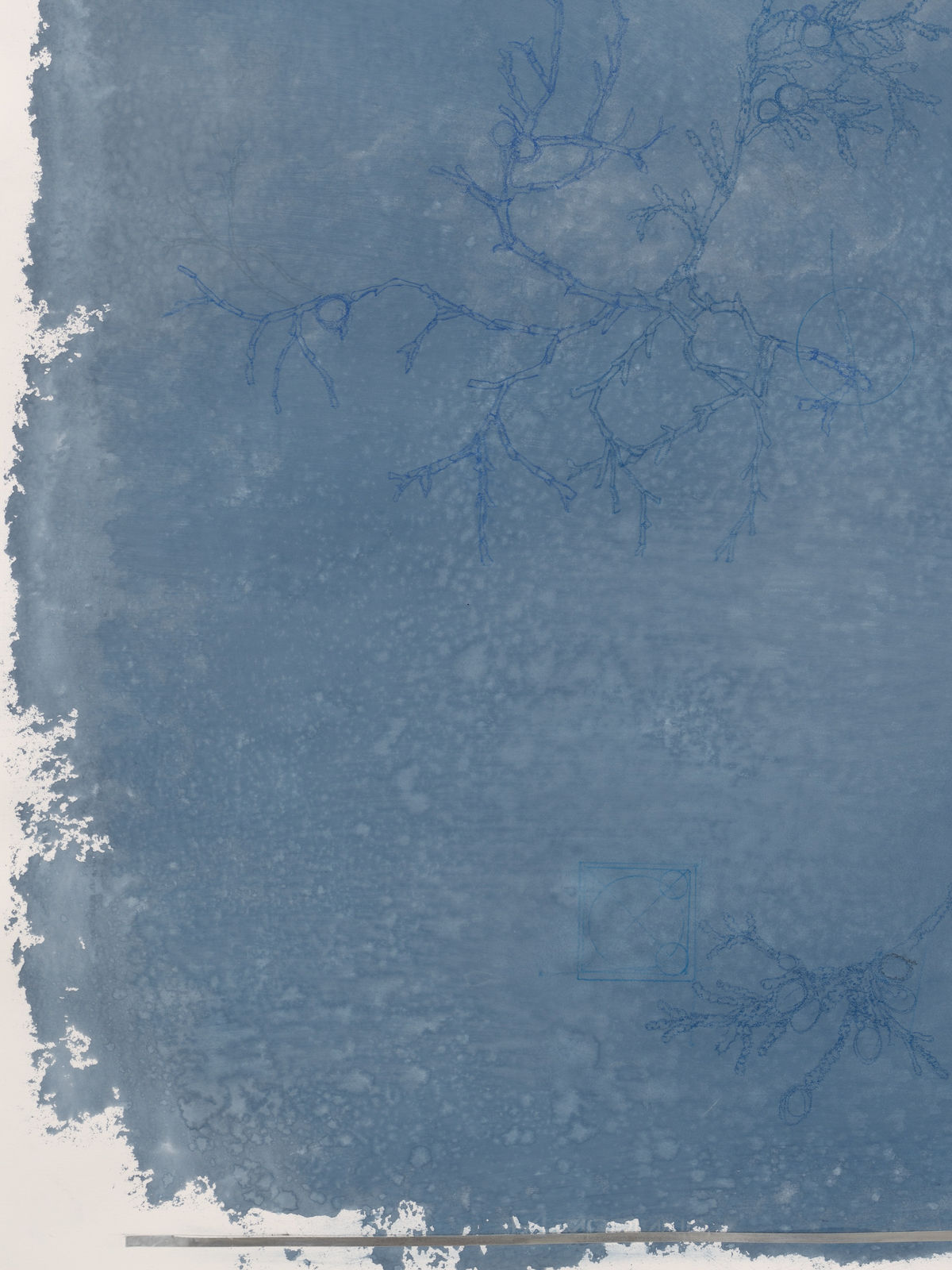 Ricardo Brey, Three Branches of Red Cedar, 2021