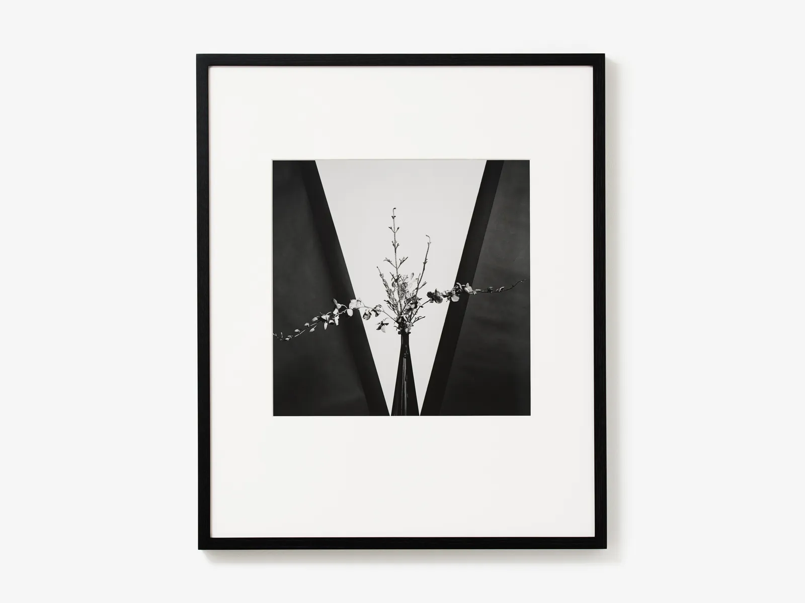 Robert Mapplethorpe, Flower, 1981