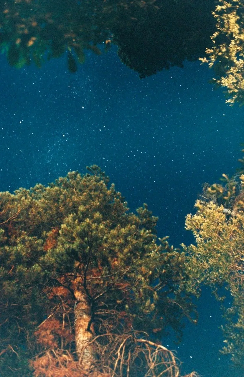 Ryan McGinley, Night Sky (Pine), 2010