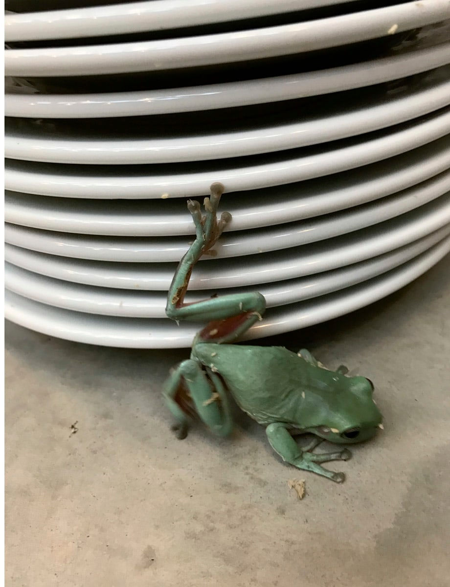 Juergen Teller, Frogs and Plates No.12, London 2016, 2017