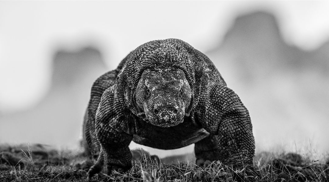 David Yarrow, The Dragon's Den