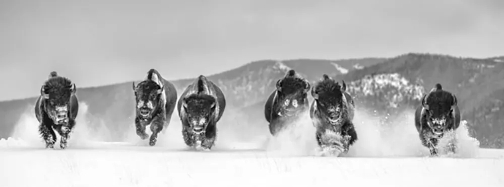 David Yarrow, The Bills