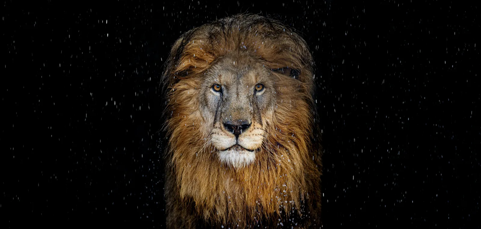 David Yarrow, The Lion