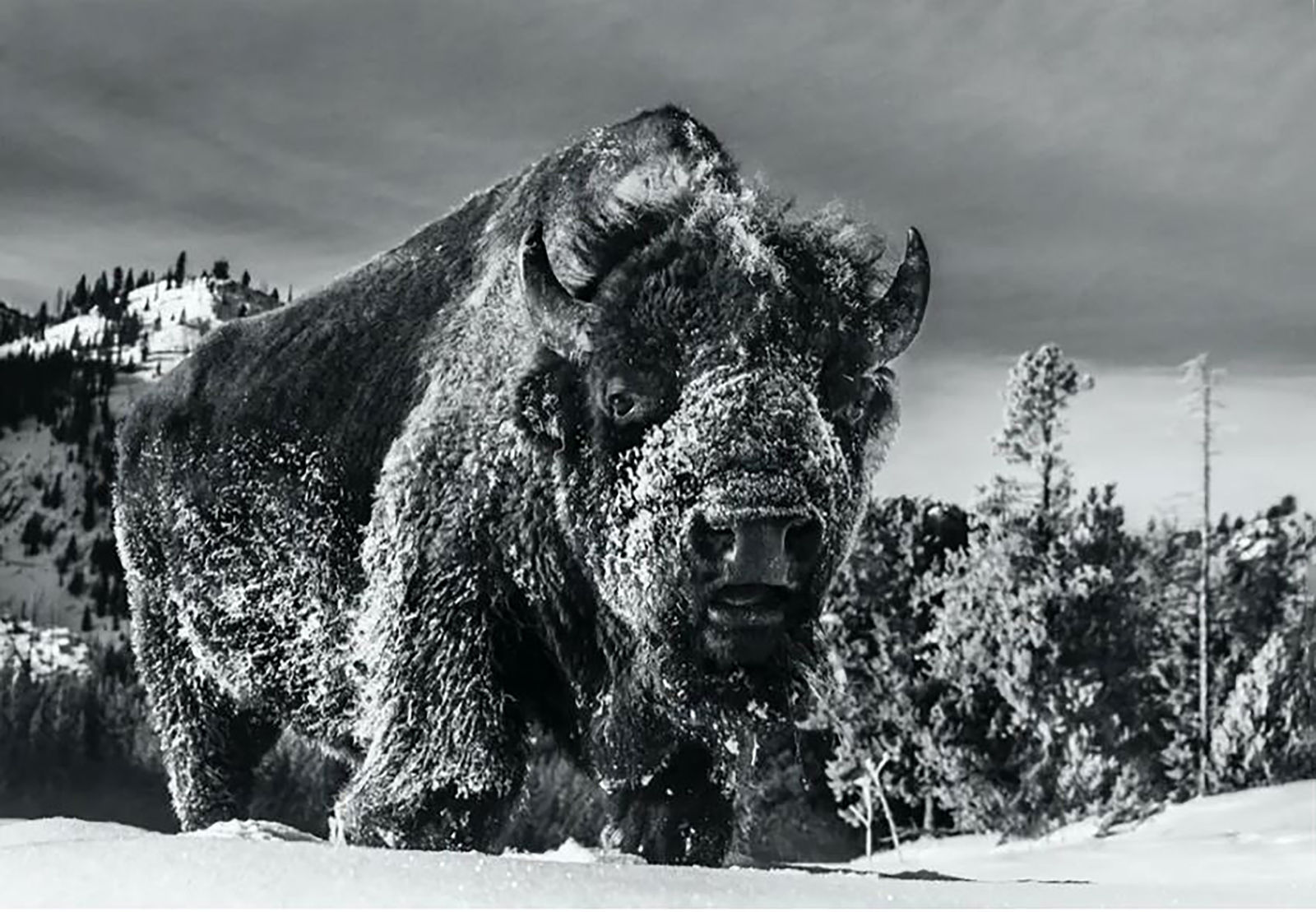 David Yarrow, Beast of Yellowstone