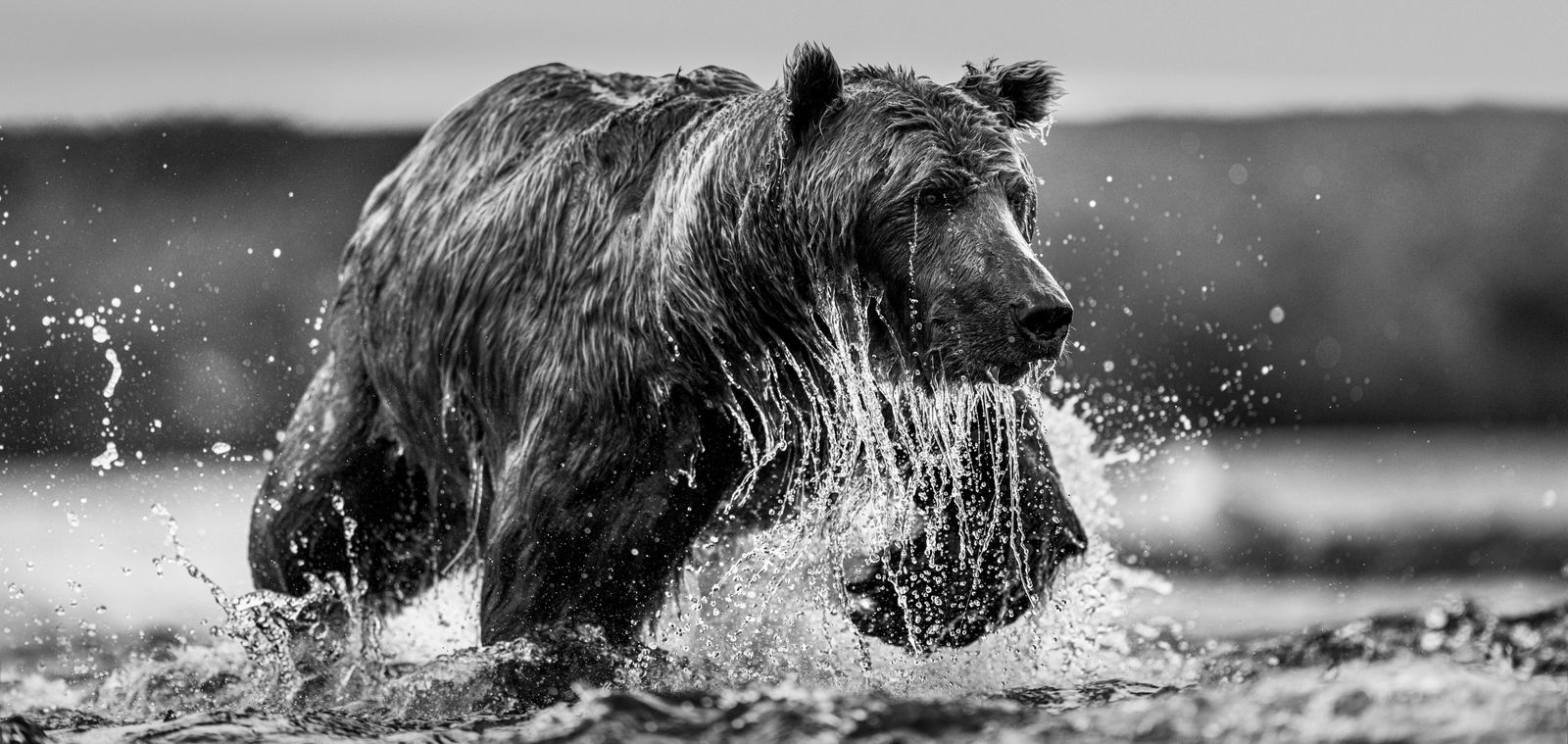 David Yarrow, The Salmon Run