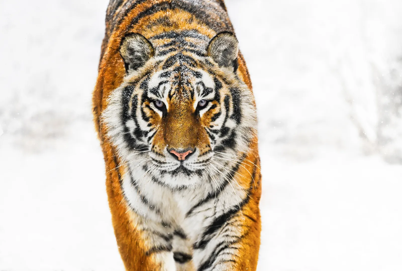 David Yarrow, Snowcat