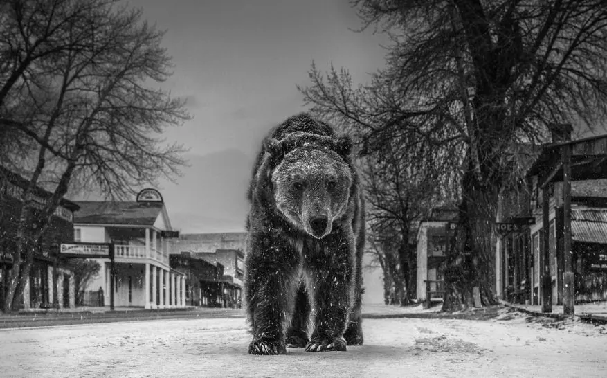 David Yarrow, Out of Towner