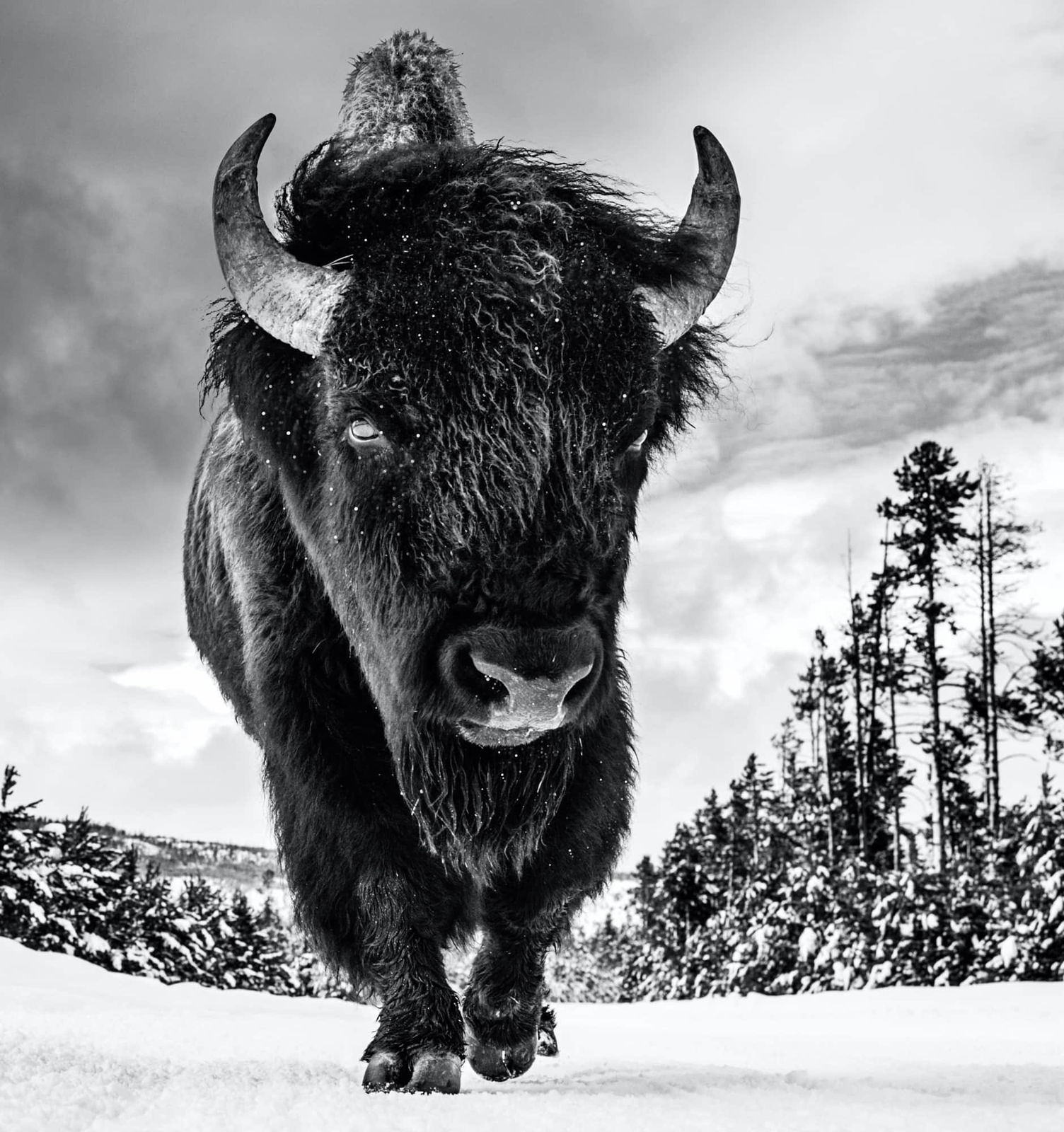 David Yarrow, American Idol II
