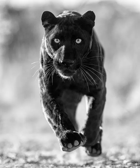 David Yarrow, Sex Panther