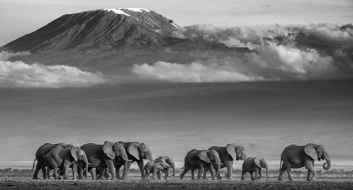 David Yarrow, Walk the Line