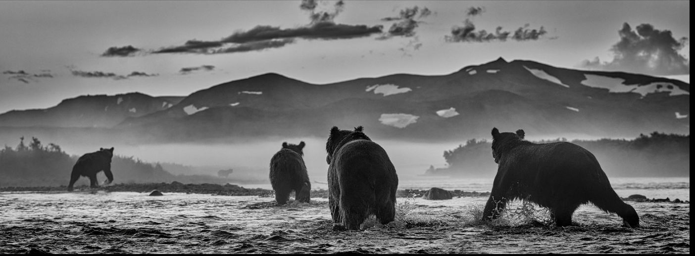 David Yarrow, Bear Market