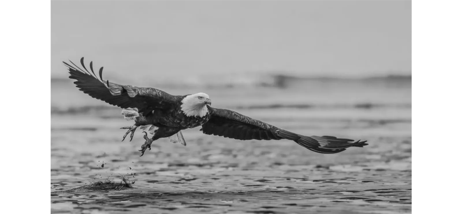 David Yarrow, Taking Flight