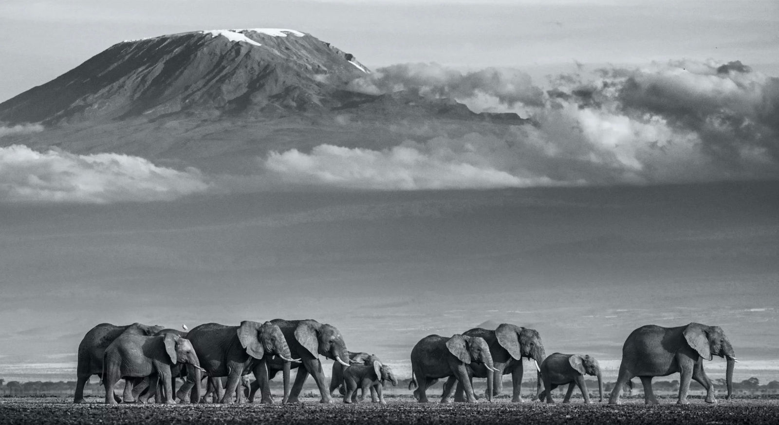 David Yarrow, Walk the Line II