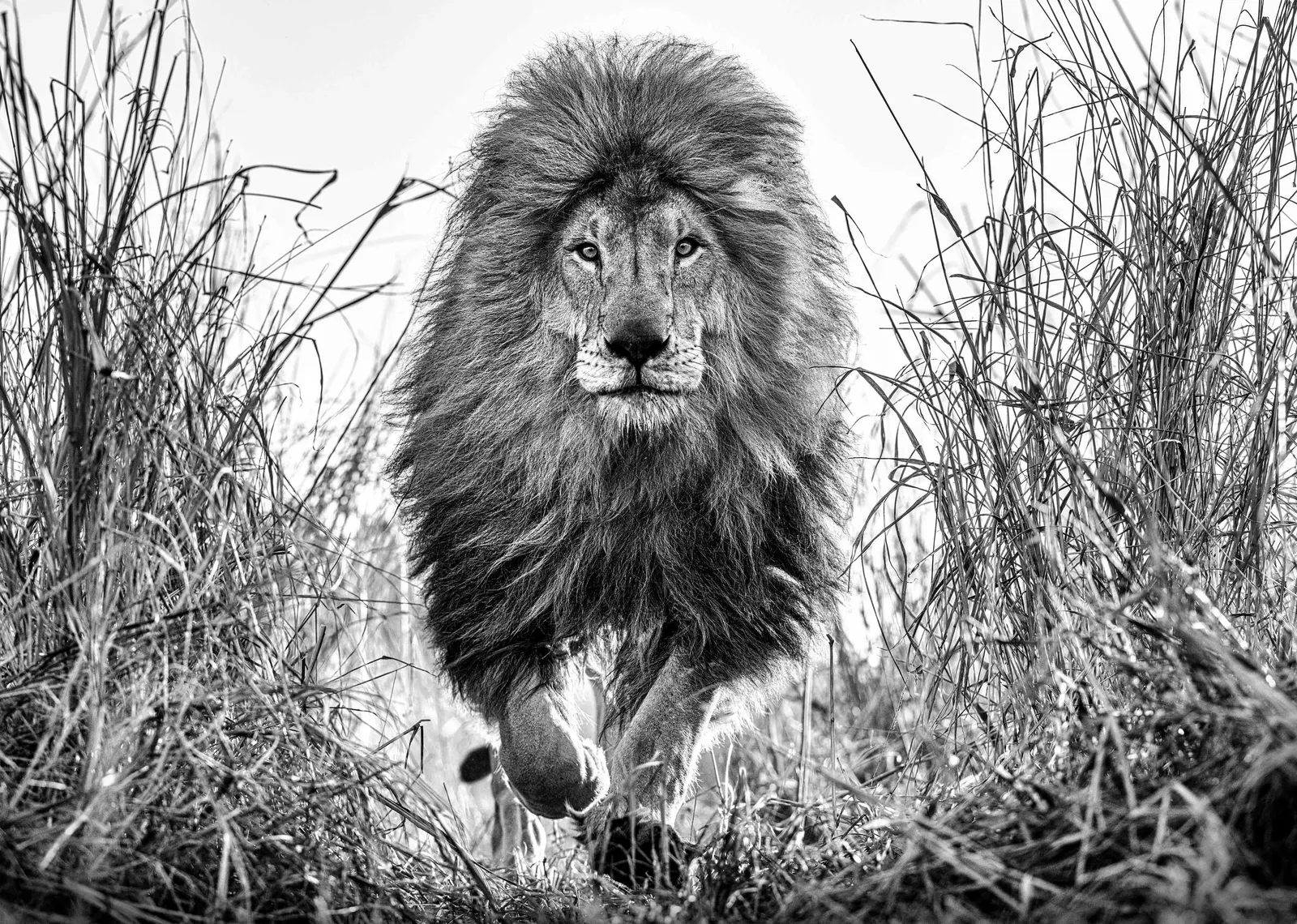 David Yarrow, Fully Engaged