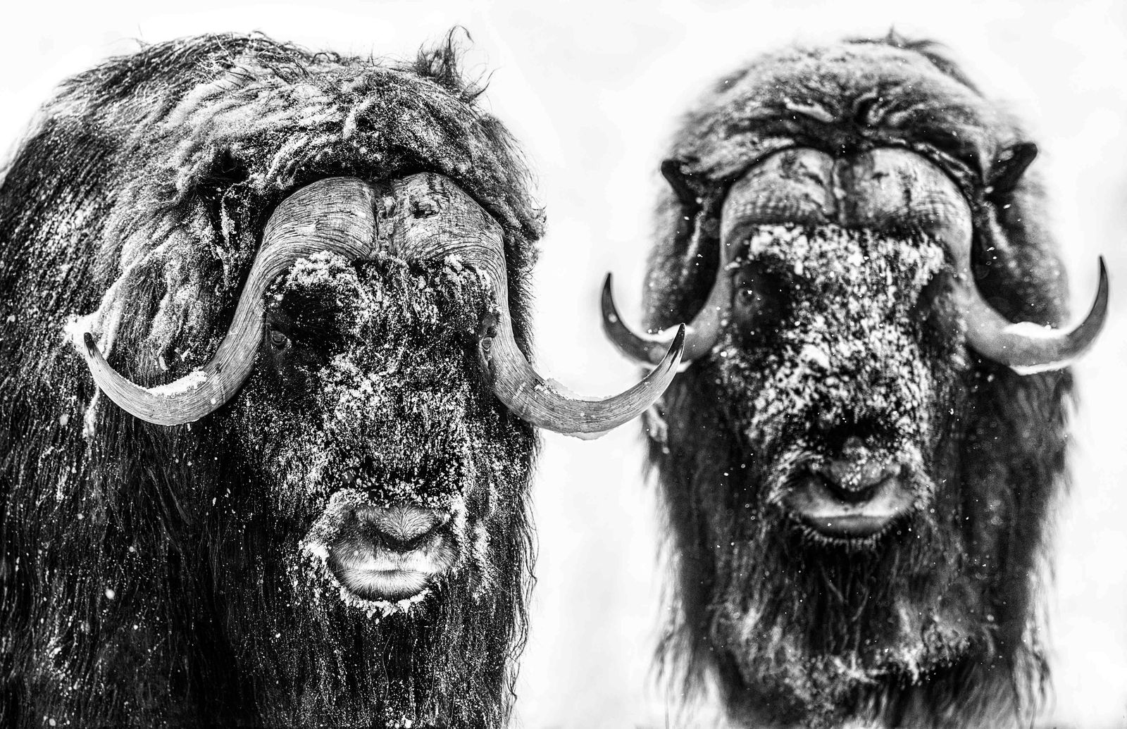 David Yarrow, Hell's Kitchen