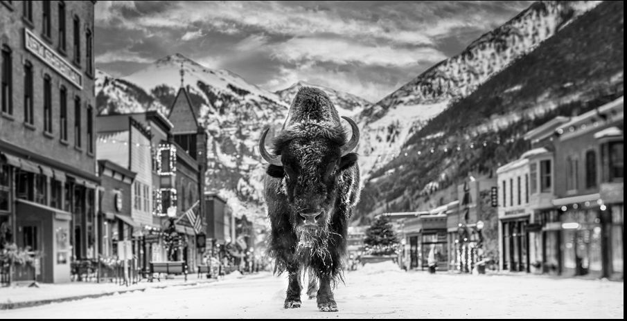 David Yarrow, The Bison on Main