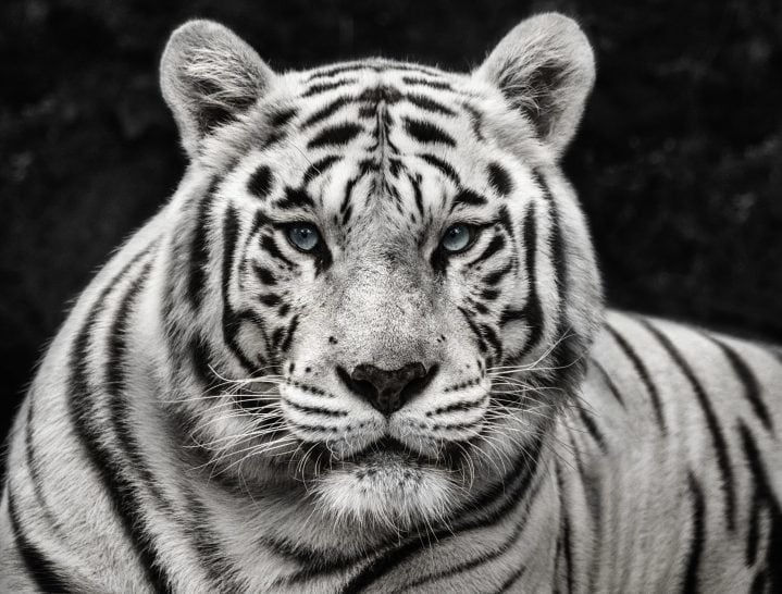 David Yarrow, Mohan
