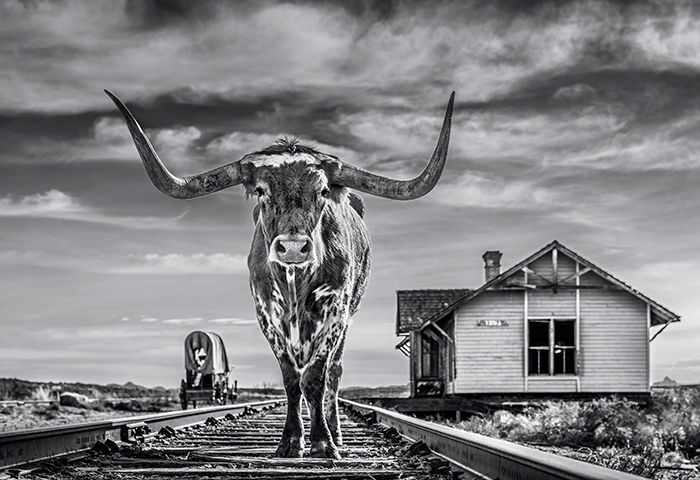 David Yarrow, The End of the Line