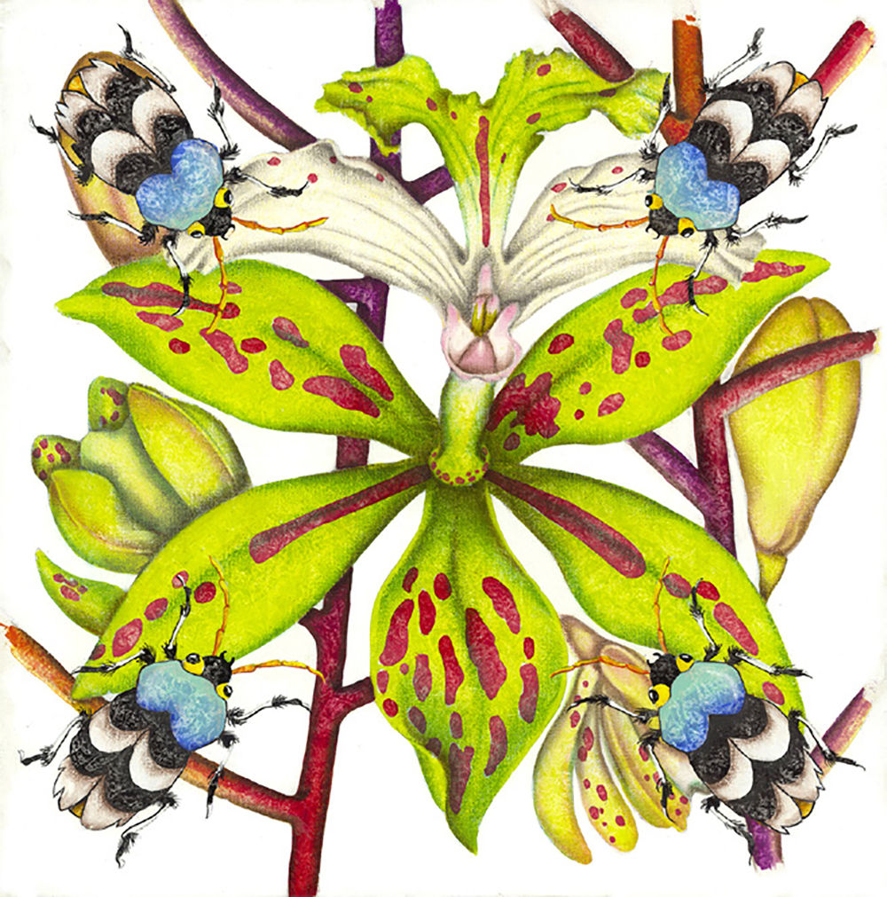 Luis Sottil, Estrella Eggshell Series