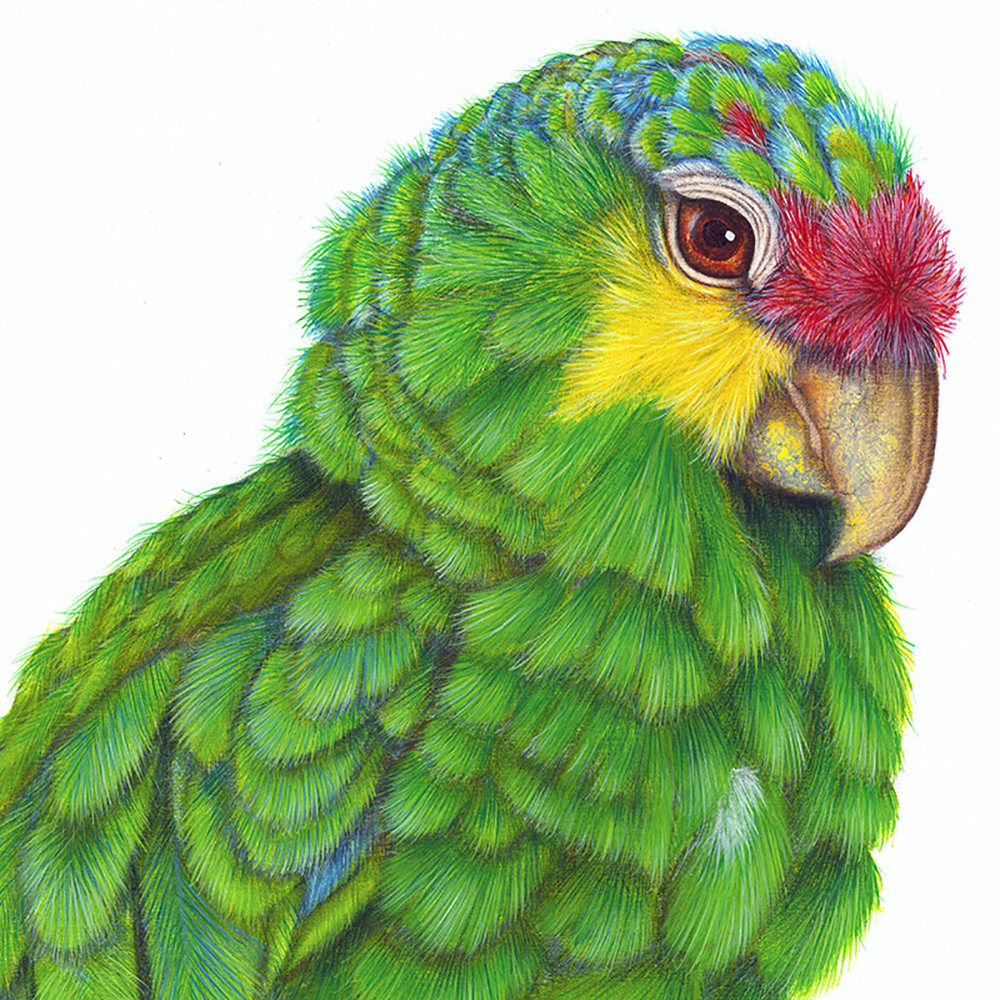 Luis Sottil, Amazona Frenti Roja Eggshell Series