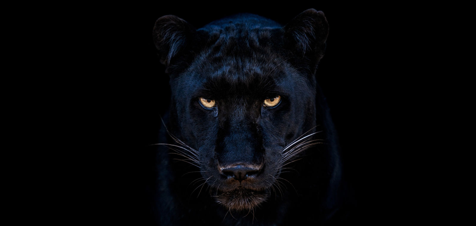 David Yarrow, The Black Panther Club