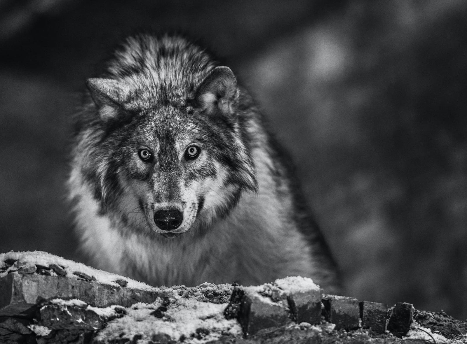 David Yarrow, I am Pure Alpha