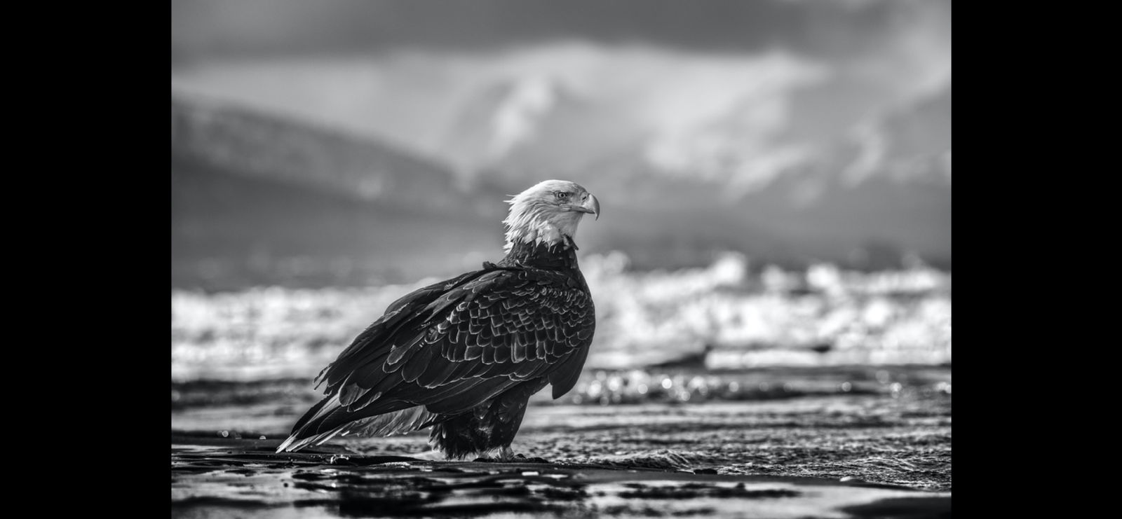 David Yarrow, The Bird on the Beach