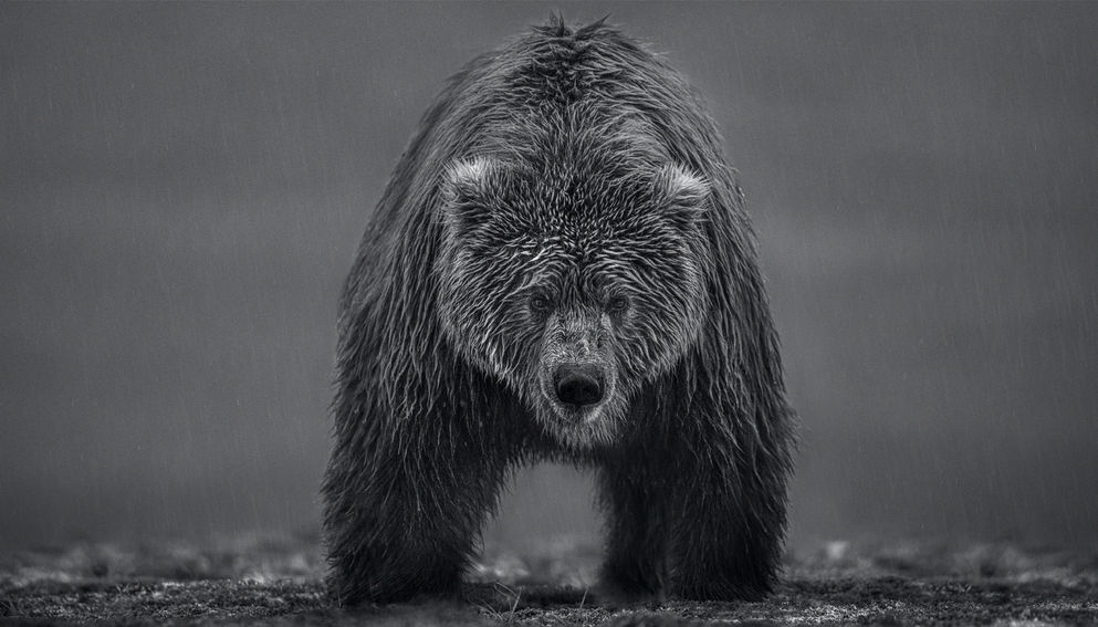 David Yarrow, Bearish II