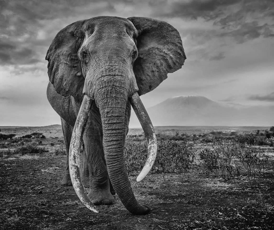 David Yarrow, Craig