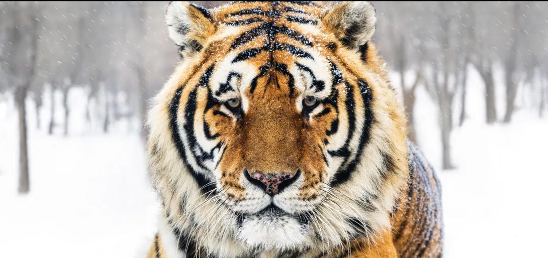 David Yarrow, The Siberian