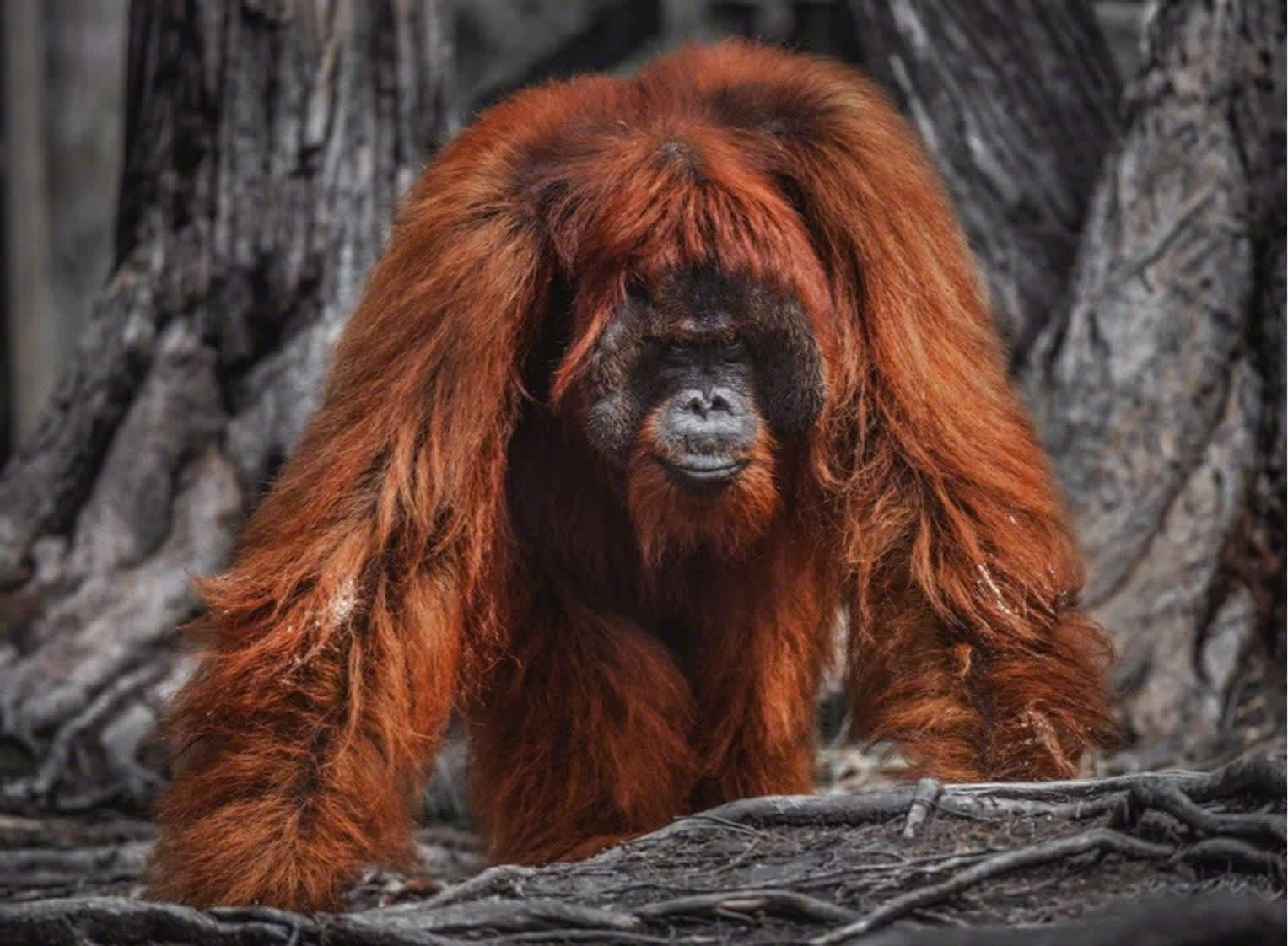 David Yarrow, Burning Down the House