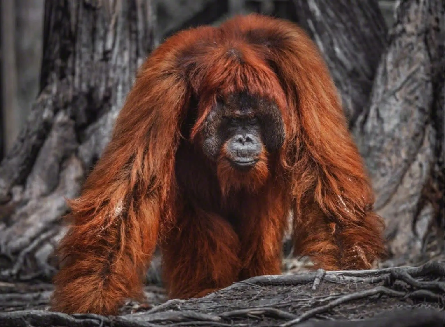 David Yarrow, Burning Down the House