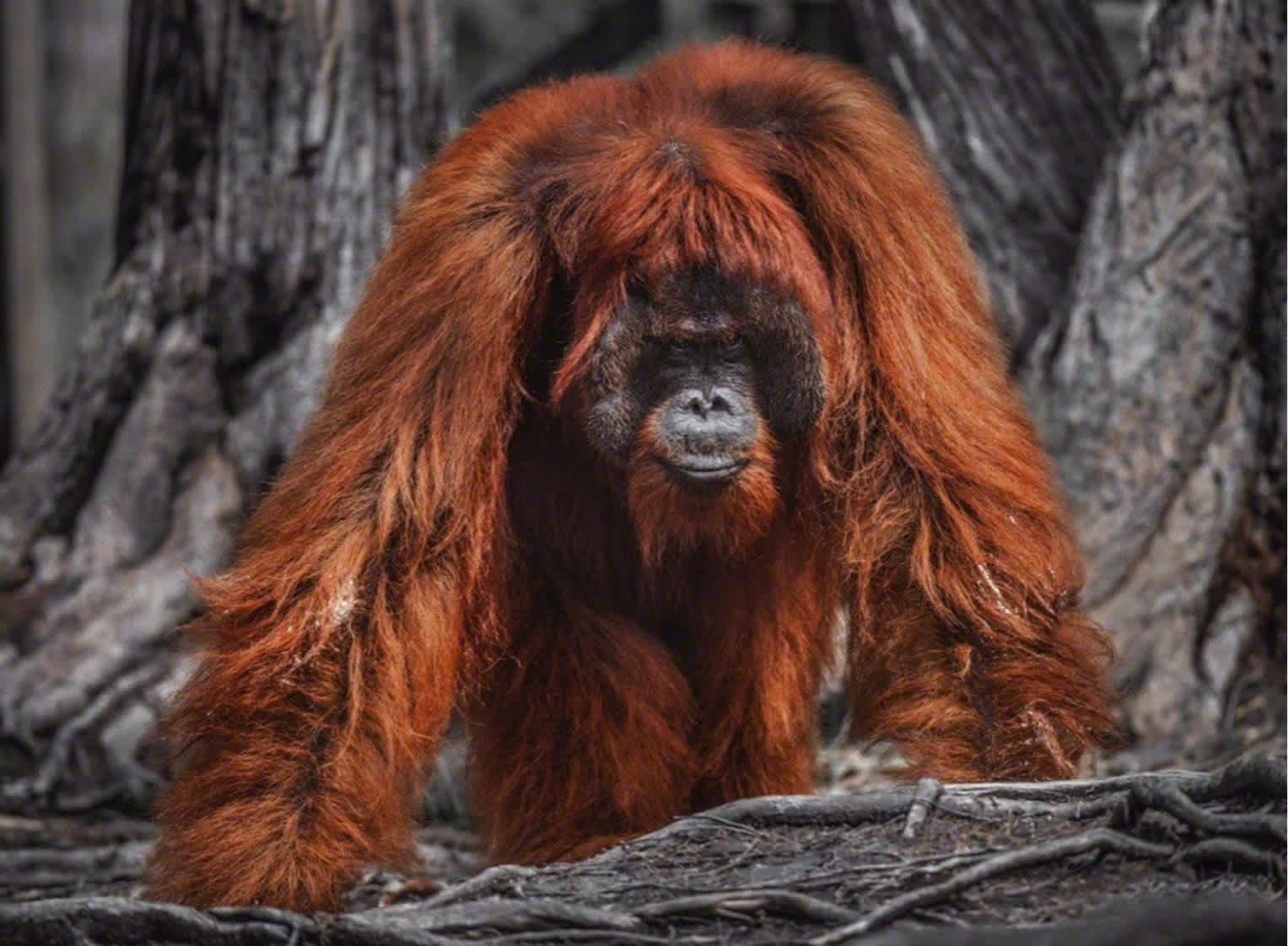 David Yarrow, Burning Down the House