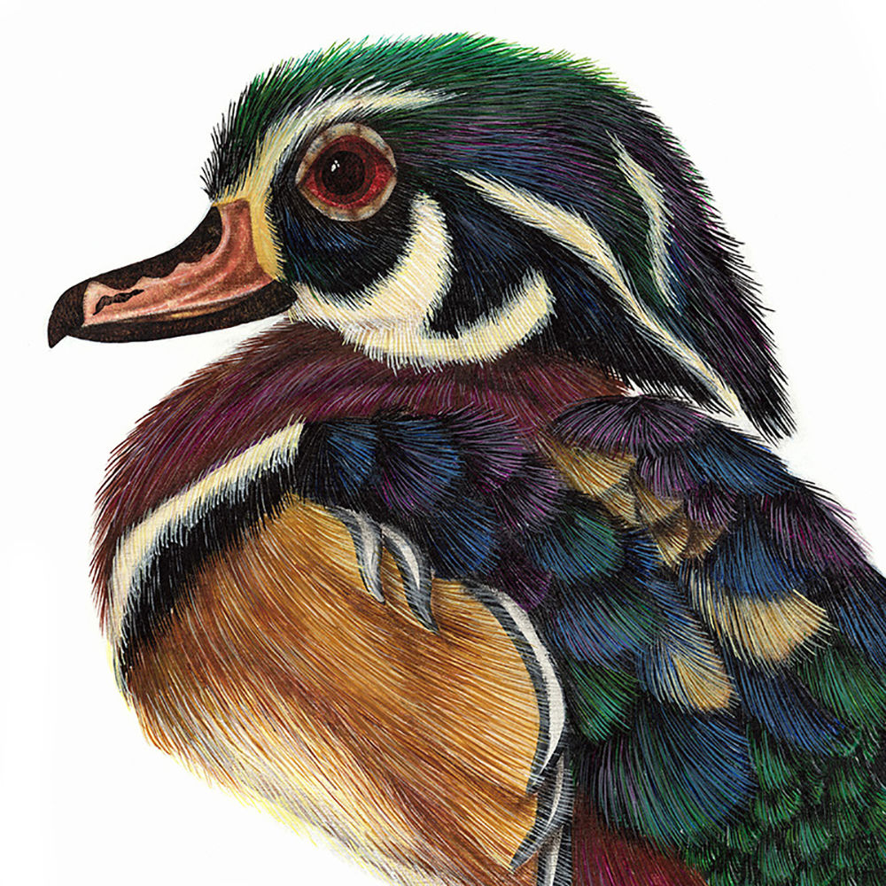 Luis Sottil, Pato Arcoiris Eggshell Series