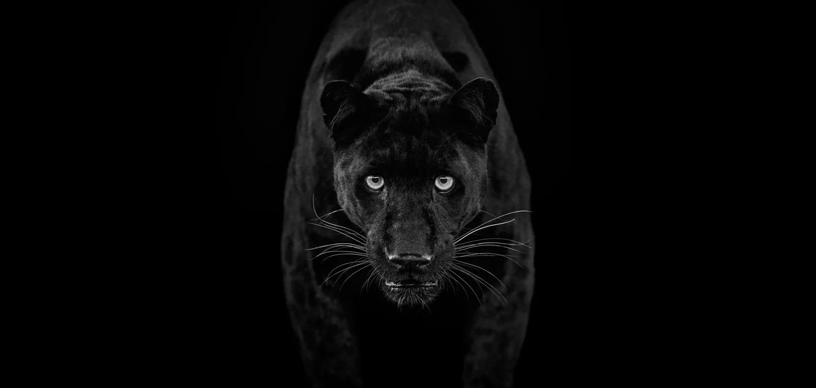 David Yarrow, Black Magic