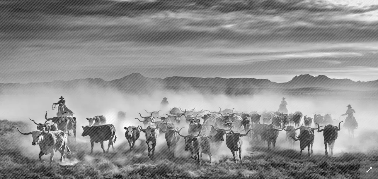 David Yarrow, The Thundering Herd