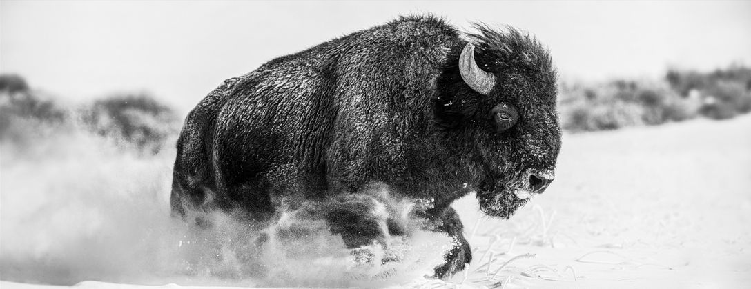 David Yarrow, Frozen Mountain